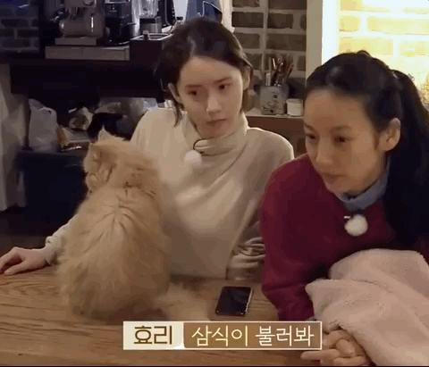 [효리네민박] 윤아와 눈인사 잘해주는 고양이 삼식이ㅠㅠ.gif | 인스티즈