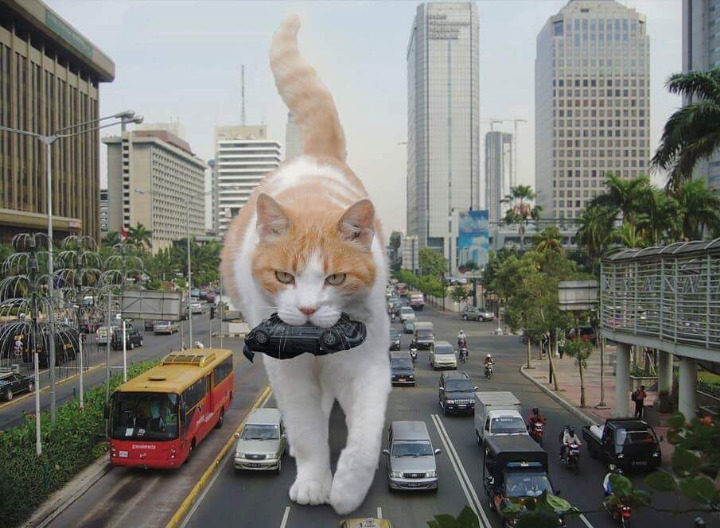 고양이가 거대해진다면? | 인스티즈