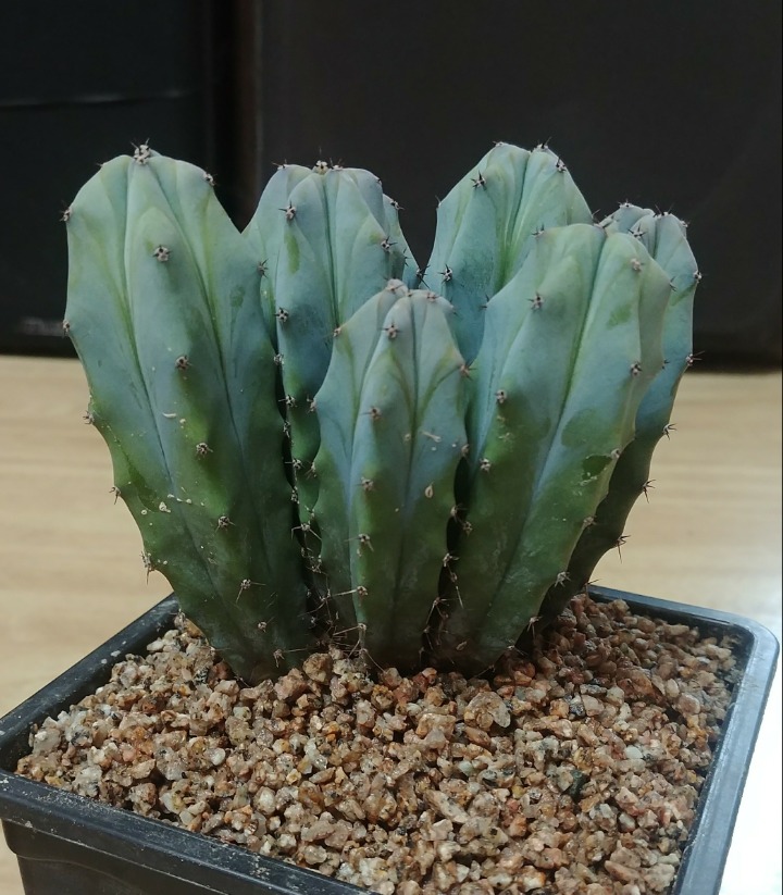 풀꽃향기 이미지