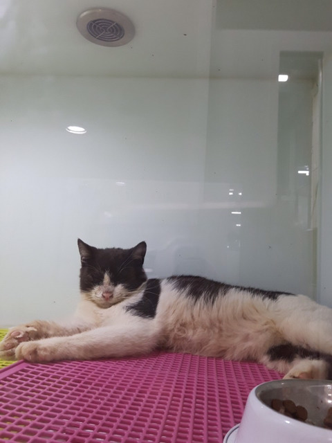 아픈고양이 모모 임보자나 입양자 제발 구해ㅠㅠㅠ | 인스티즈