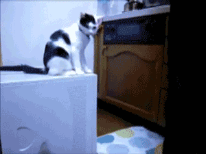뜻밖의 이간질.gif | 인스티즈