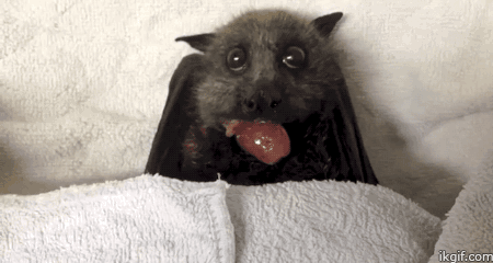 박씨가문중에 가장 귀여운 생물체.bat | 인스티즈