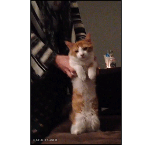 고양이 액체설의 증거들.gif | 인스티즈