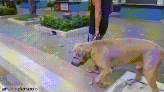 대형견 함부로 밖에 데리고 나오면 안되는 이유.gif | 인스티즈