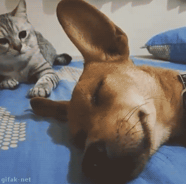 고양이 집사 십계명 | 인스티즈