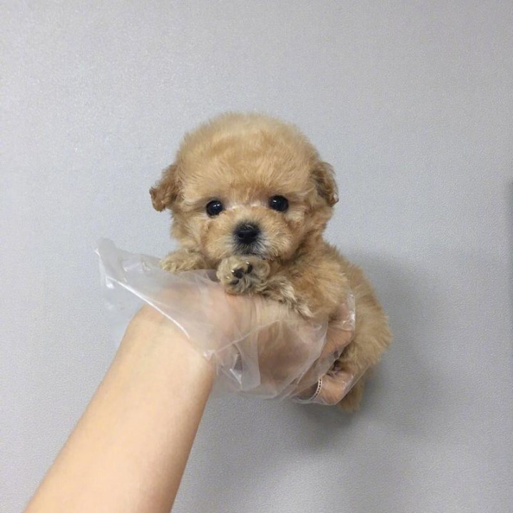 한 손에 잡히는 귀여운 멍멍이들.jpg | 인스티즈