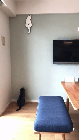 고양이 미치게하는 시계 | 인스티즈