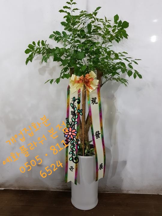 소나무화훼 이미지