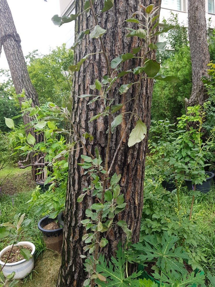 사과나무(주) 이미지