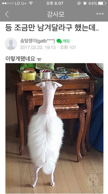 댕댕이 도플라밍고컷.jpg | 인스티즈