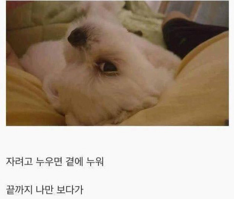 아무 이유없이 항상 나를 좋아해주는 유일한 생명체.jpg | 인스티즈