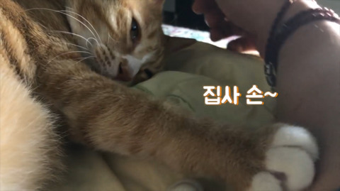 이 영상을 보면 고양이랑 뒹굴뒹굴 하고싶어진다 | 인스티즈