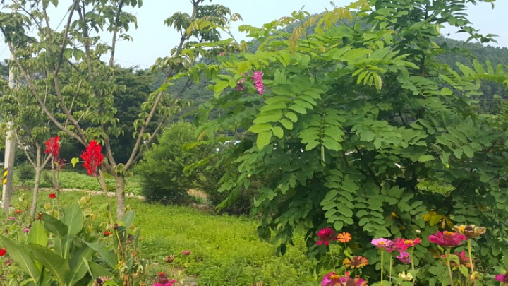 분홍꽃차 이미지