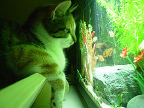 어항을 바라보는 고양이들 | 인스티즈
