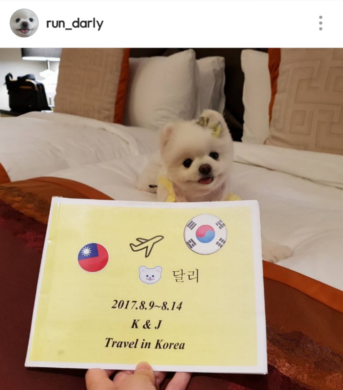 대만사람까지 꼬시고 다니는 한류 스타 강아지 달리 | 인스티즈