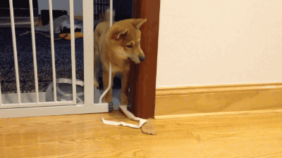 댕댕이 vs 떼껄룩.gif | 인스티즈