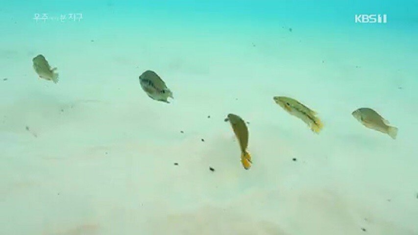 사막을 건너는 거북이의 여정..gif | 인스티즈