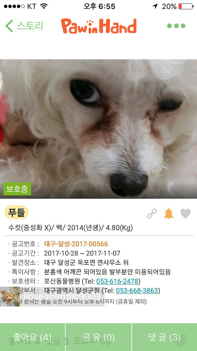 안락사임박(모레)푸들남아 평생가족찾습니다(대구) | 인스티즈