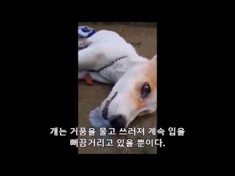 강아지 밥에 쥐약 넣고 도망간 천하의 .....jpg | 인스티즈