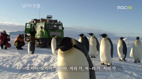 짱귀탱인 남극의 눈물 촬영 당시 펭귄들.gif | 인스티즈