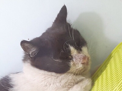 구조햇던 길냥이 모모랑 다른 아가들 입양처 구한대!! | 인스티즈