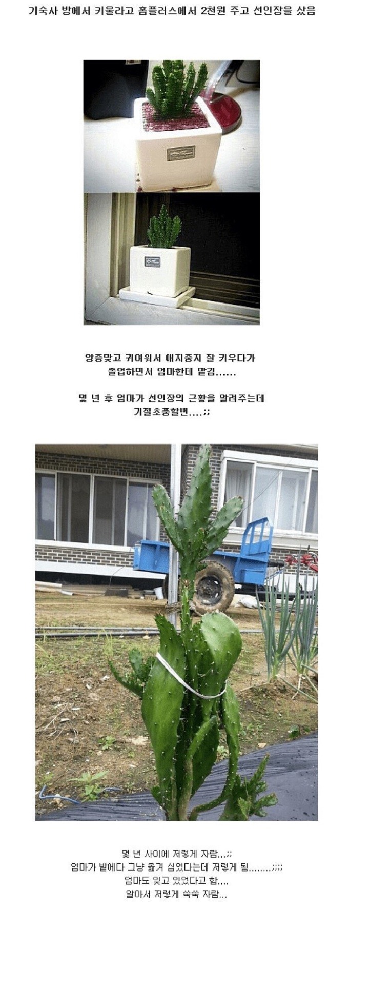 엄마한테 맡긴 선인장 | 인스티즈