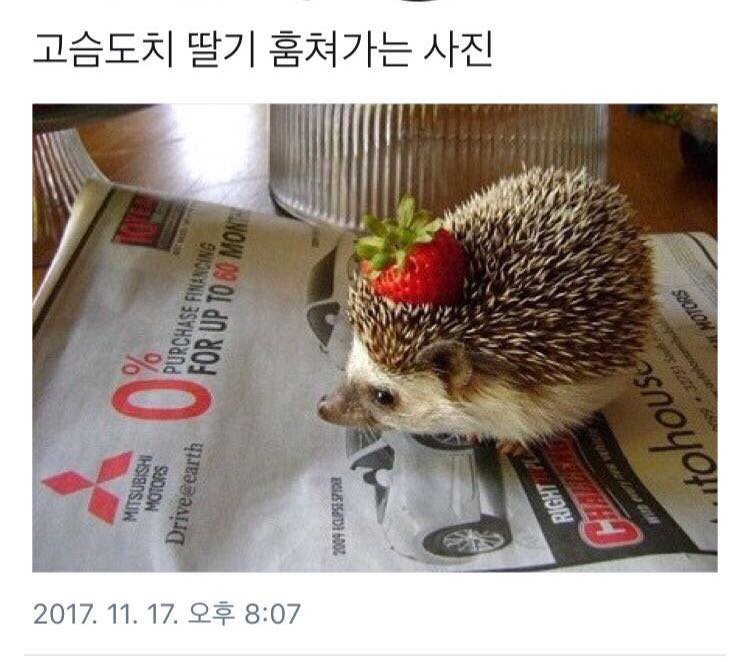 귀여운 서리꾼 | 인스티즈