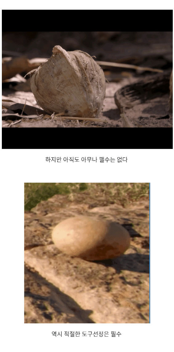 원숭이 진화의 시작 | 인스티즈