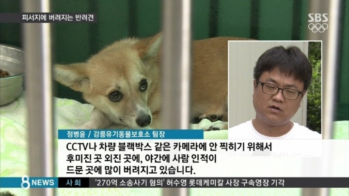 반려견이 죽을때까지 데리고 사는 비율 | 인스티즈