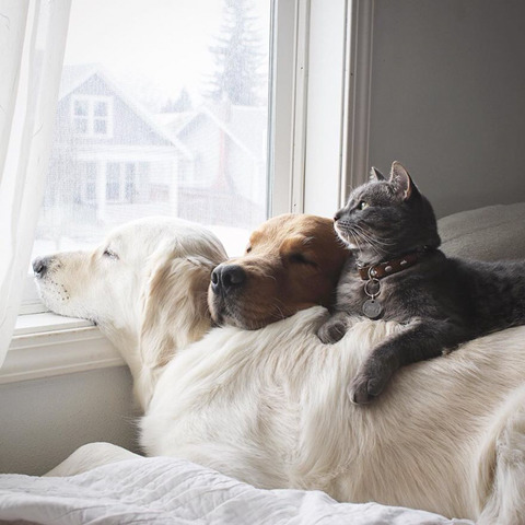 댕댕이 두마리와 고양이 한마리가 동거하는 이야기.jpg | 인스티즈
