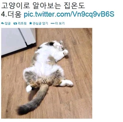 고양이로 알아보는 집온도 | 인스티즈