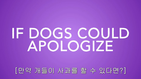 [동물] 만약 개들이 사과할 수 있다면? | 인스티즈