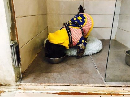자칭 애견인들에게 동물학대범이라고 까였었던 문재인 대통령 .jpgif | 인스티즈