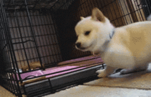 귀여운 댕댕이들.gif | 인스티즈