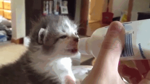 맘마 먹으면 귀가 팔랑거리는 아가냥이들.gif | 인스티즈