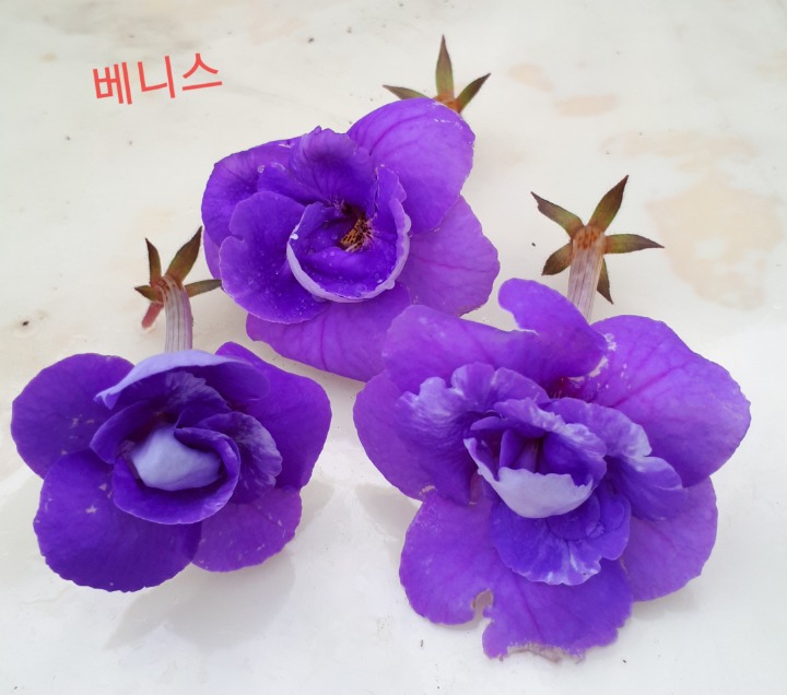 꽃과다육 이미지