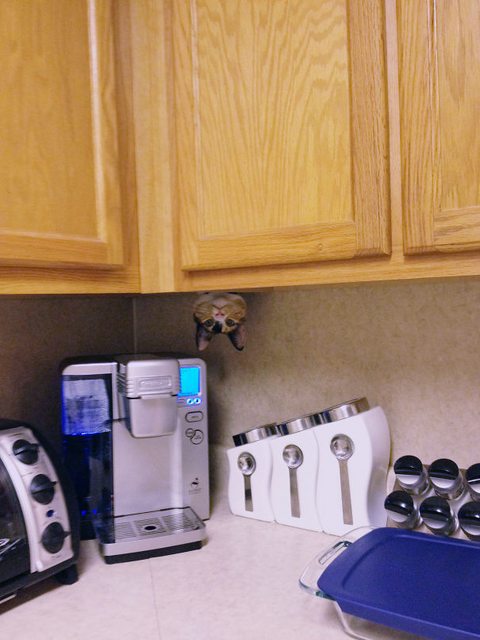 숨어있는 고양이 | 인스티즈