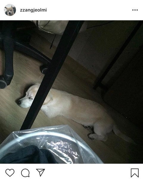 절미가 너무 커버려서 좋아요 누르기가 망설여진다는 댓글에 절미언니 대댓.jpg | 인스티즈