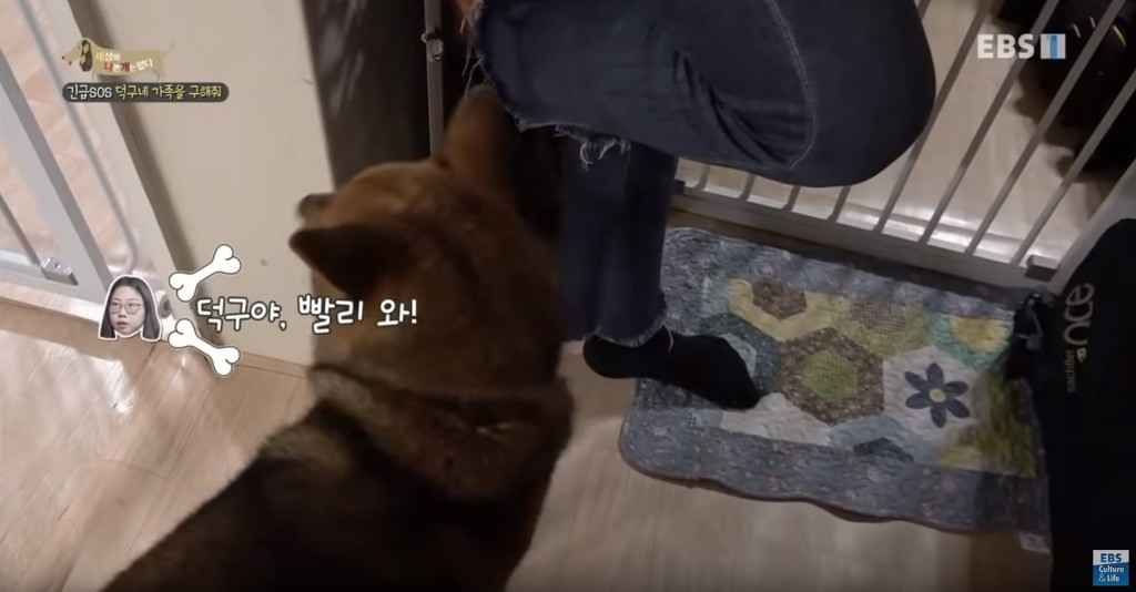 방송중 개에게 심하게 물린 PD (상처사진 주의) | 인스티즈