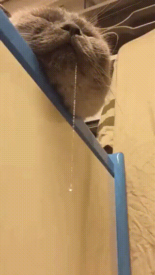 고양이 수업 시간 | 인스티즈