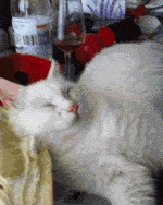 고양이 깨우기.gif | 인스티즈