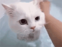 일반인은 잘 모르는 흔한 고양이 목욕시키기.gif | 인스티즈