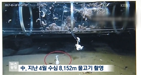 일본의 심해어 촬영 세계 신기록 | 인스티즈
