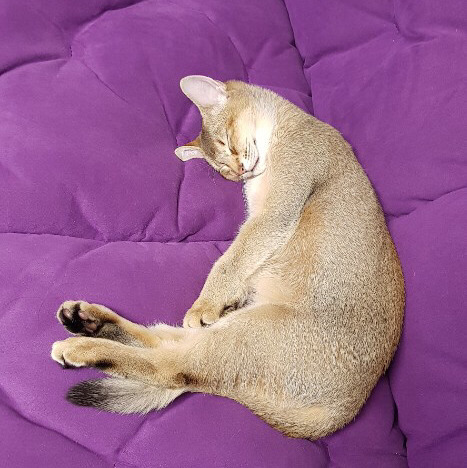 오오로 이미지