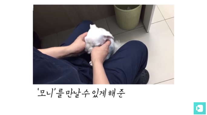 폭염 속 버려진 똘똘이가 모니로 개명한 사연 | 인스티즈