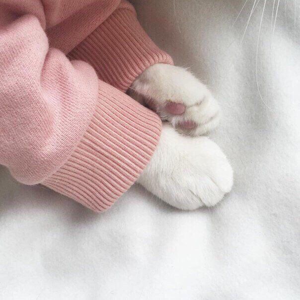 회랑연어랑 이미지