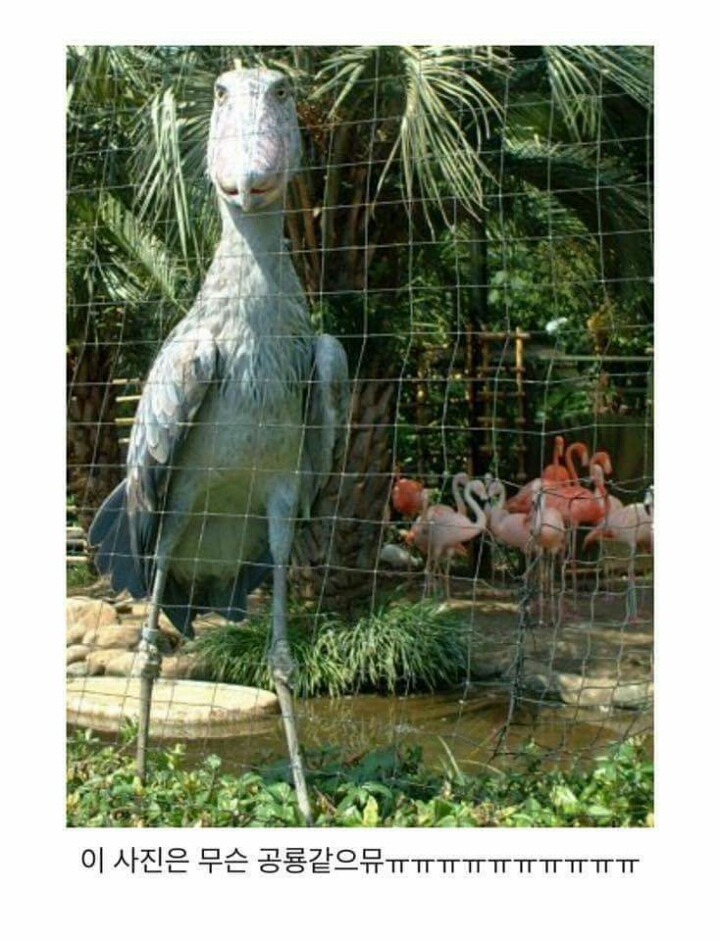 이준이 봤다는 넓적부리황새 | 인스티즈