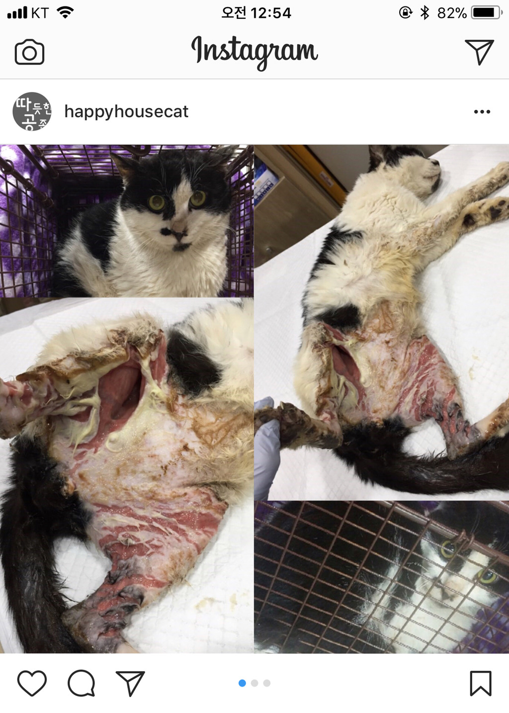 살이 썩어 문드러진상태로 밥을 먹겠다고 통덫에 들어간 고양이를 도와줘 🙏🏼 (사진주의...) | 인스티즈