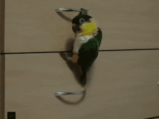 서랍장 내려가는 앵무새.gif | 인스티즈