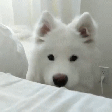 새벽에 보면 위험한 짤 심장 부여잡고 들어와 댕이들이 기다리고 있어 | 인스티즈